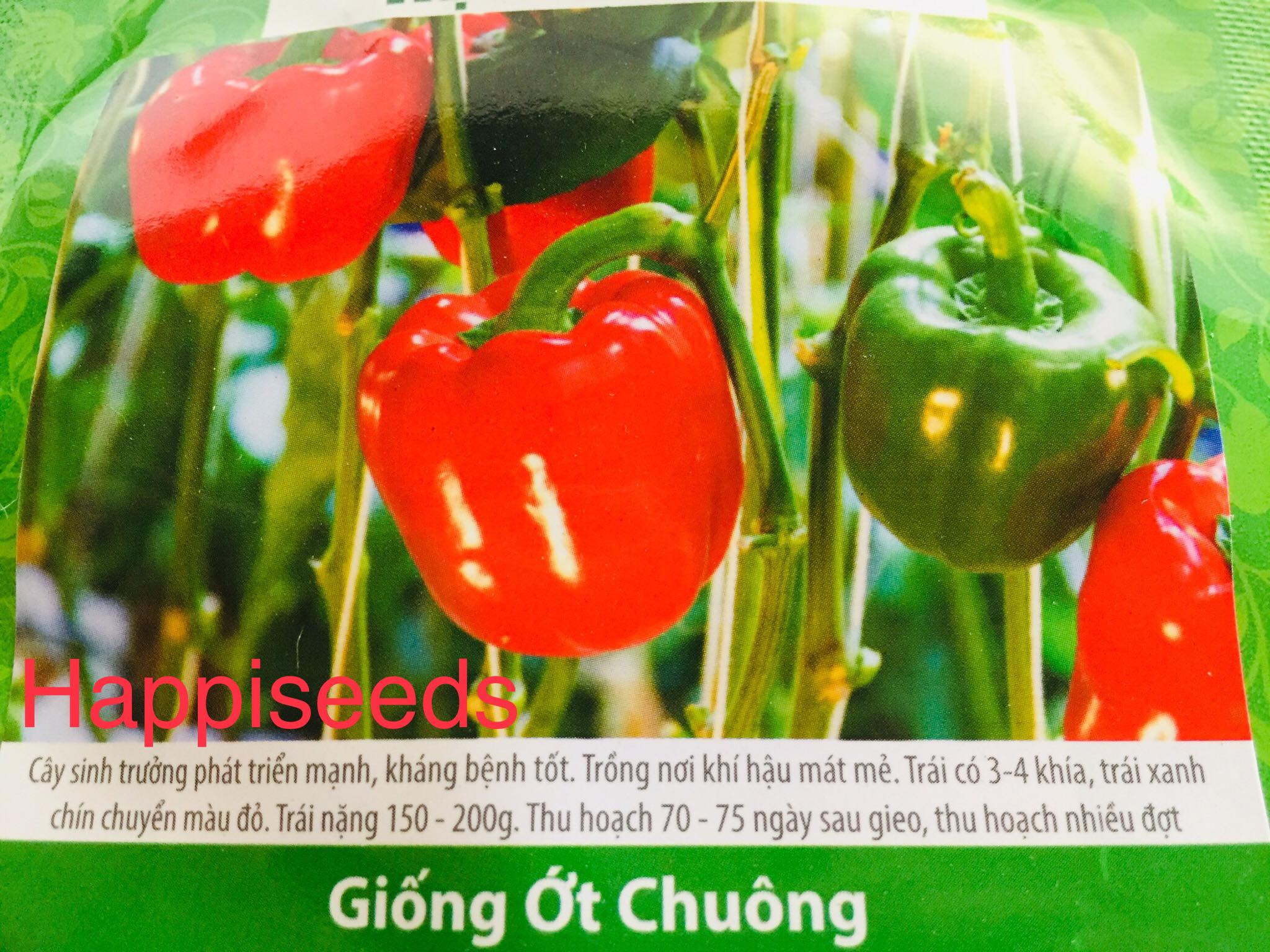 HẠT GIỐNG ỚT CHUÔNG ĐỎ GÓI 0.5GR