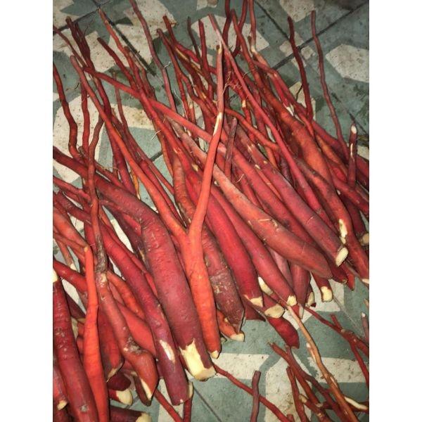 Sâm Cau Đỏ Tươi 1kg