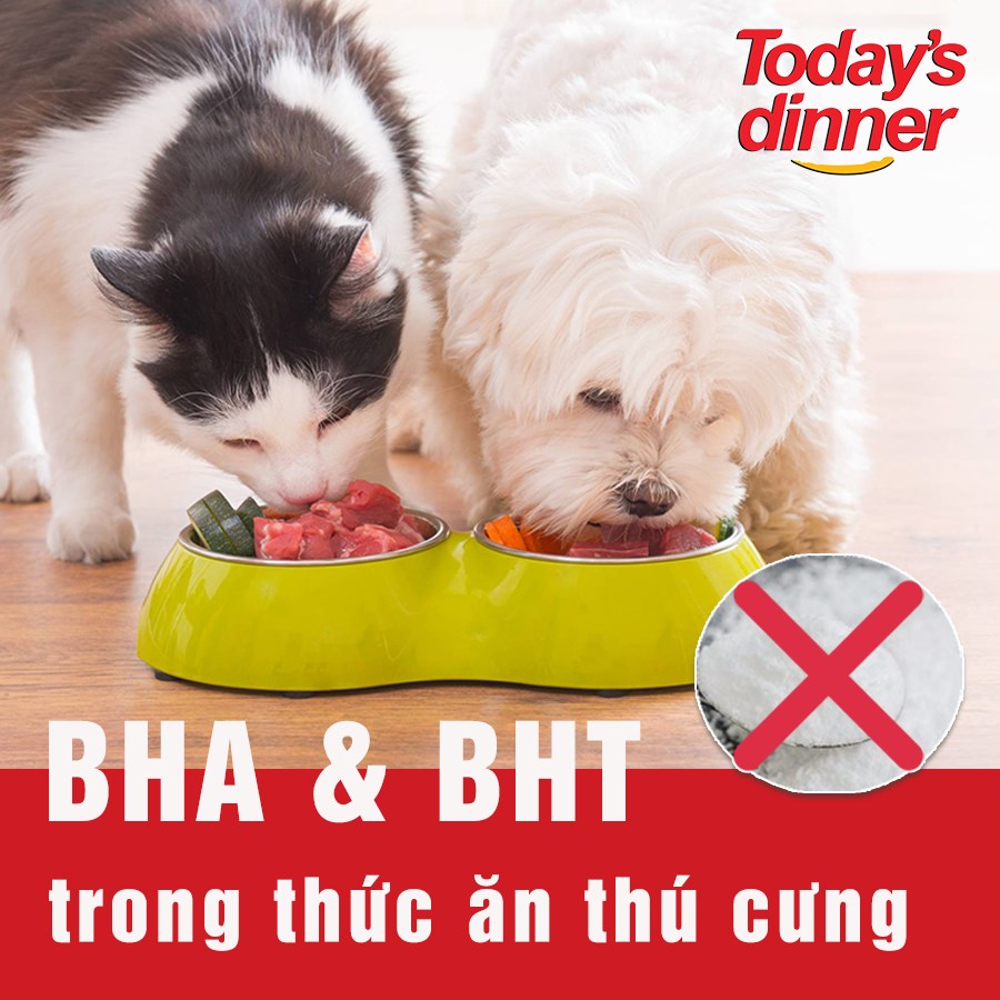 (Mua 1 TẶNG 2 HÀNG MẪU) Today's dinner 1kg -  Hạt thức ăn cho mèo mọi lứa tuổi