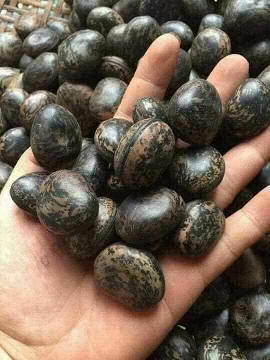 500G HẠT ĐẬU LÀO