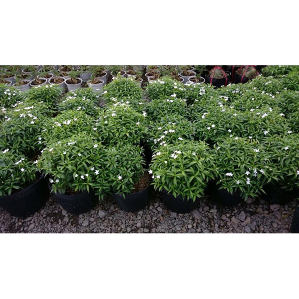 BẦU CÂY GIỐNG MAI VẠN PHÚC( CÂY MAI TIỂU THƯ)