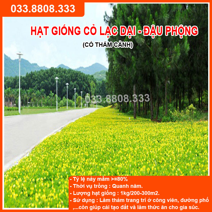 HẠT GIỐNG CỎ LẠC TIÊN ( LẠC DẠI ) 300 HẠT - CỎ THẢM CẢNH, CỎ TRANG TRÍ SÂN VƯỜN