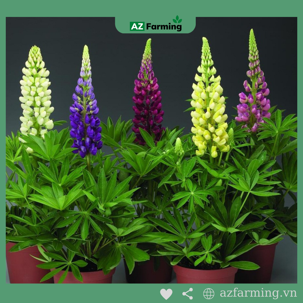 Hạt Giống Đậu Lupin - 50 Hạt - AZ Farming