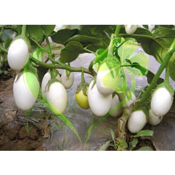 Hạt giống cà trứng ngỗng - Gói 1g