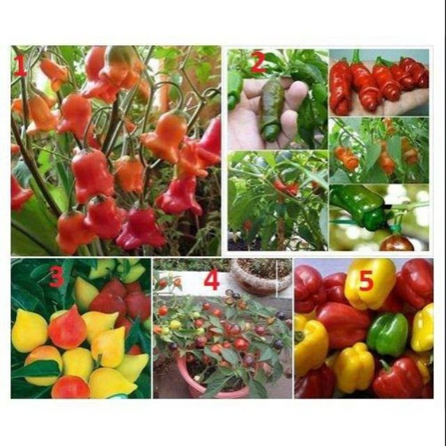 372A Combo 3 Gói Ớt ( Ớt Cu Tí , Ớt Ngũ Sắc , Ớt Chuông Đến Mùa Trồng Tết
