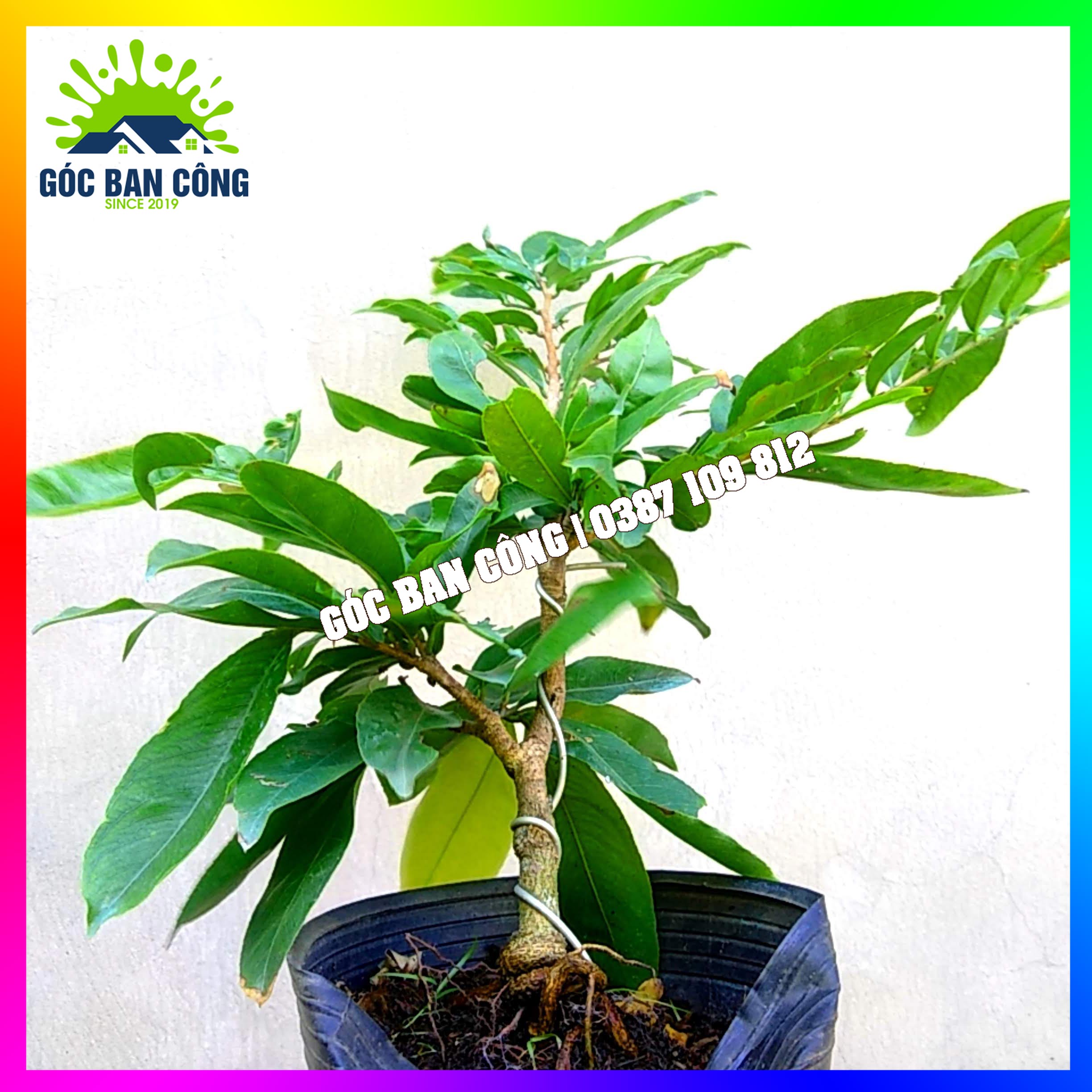 Mai Vàng Bonsai Mini