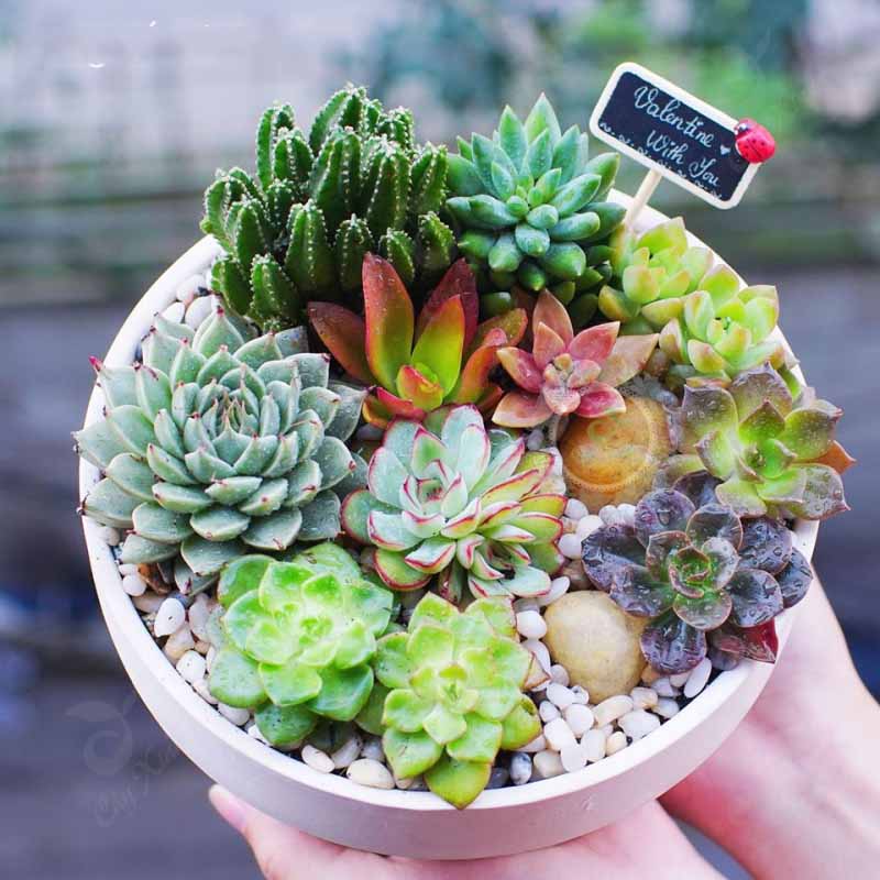 Hạt giống Hoa Sen Đá mix nhiều loại (Gói 20 hạt)
