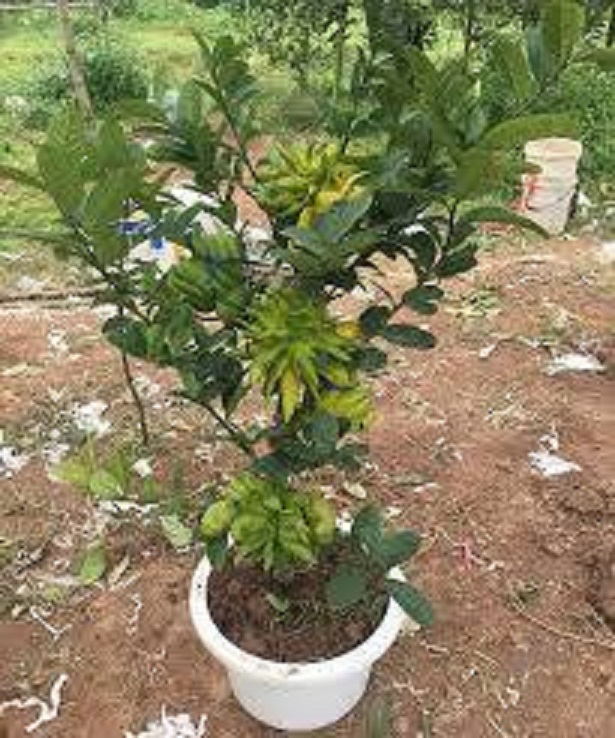 CÂY GIỐNG PHẬT THỦ SIÊU QUẢ SIÊU KINH TẾ-CAM KẾT GIỐNG CHUẨN F1