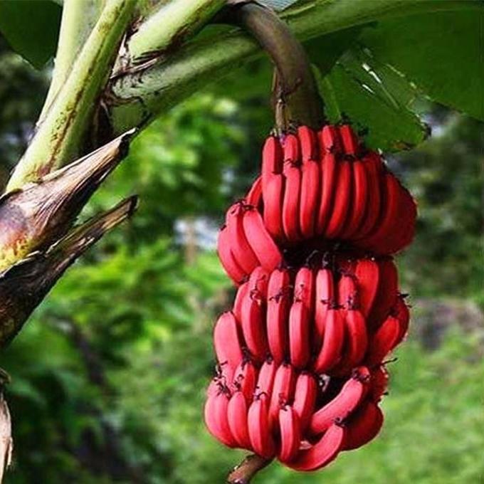 Hạt giống Chuối tiêu đỏ
