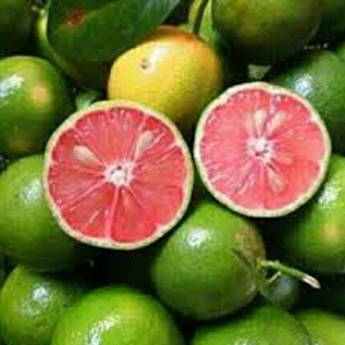 combo 2 Cây giống chanh đào