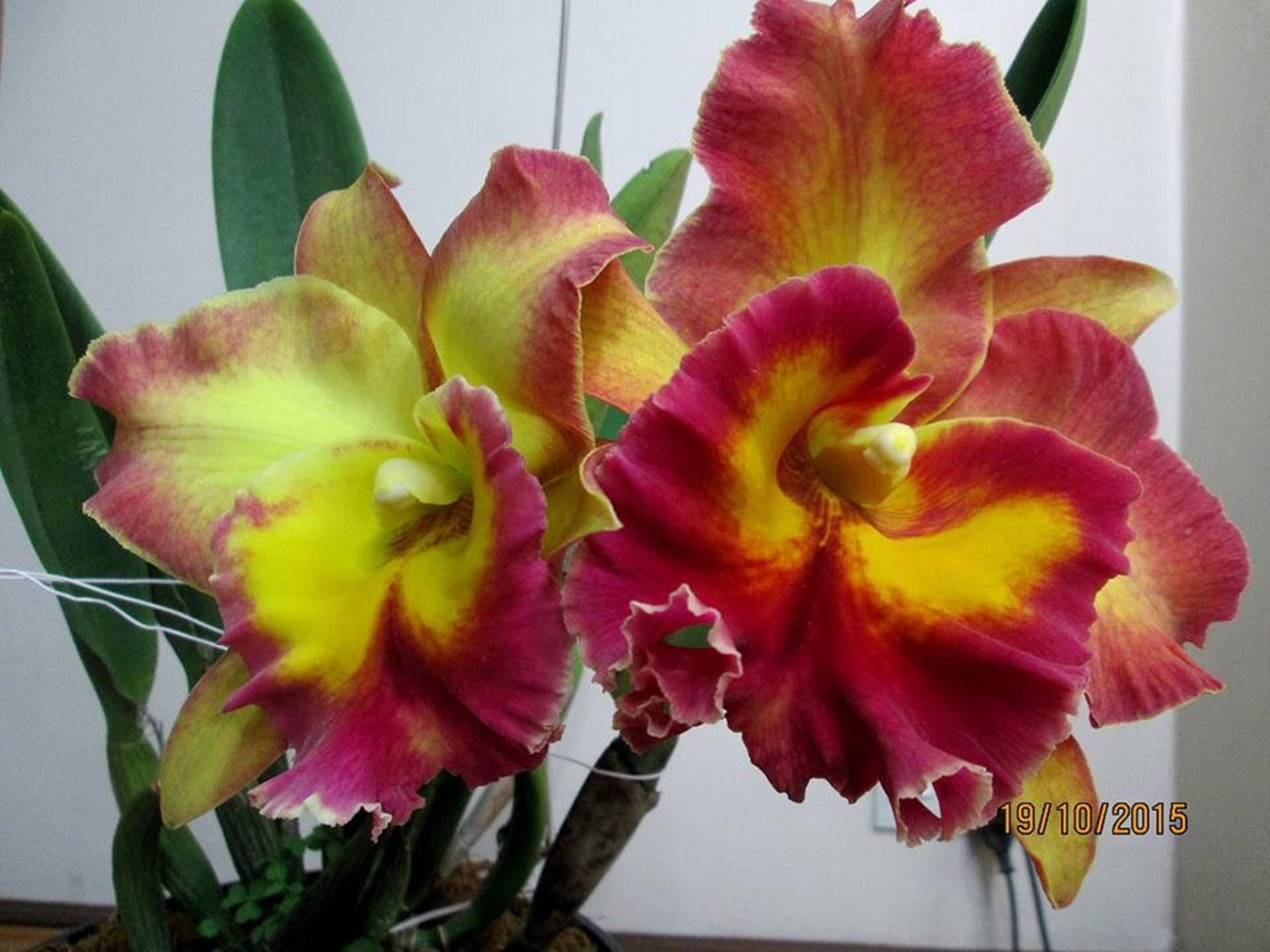 Lan Cattleya Giống nhiều màu, hoa bông to đại cực thơm giá siêu rẻ