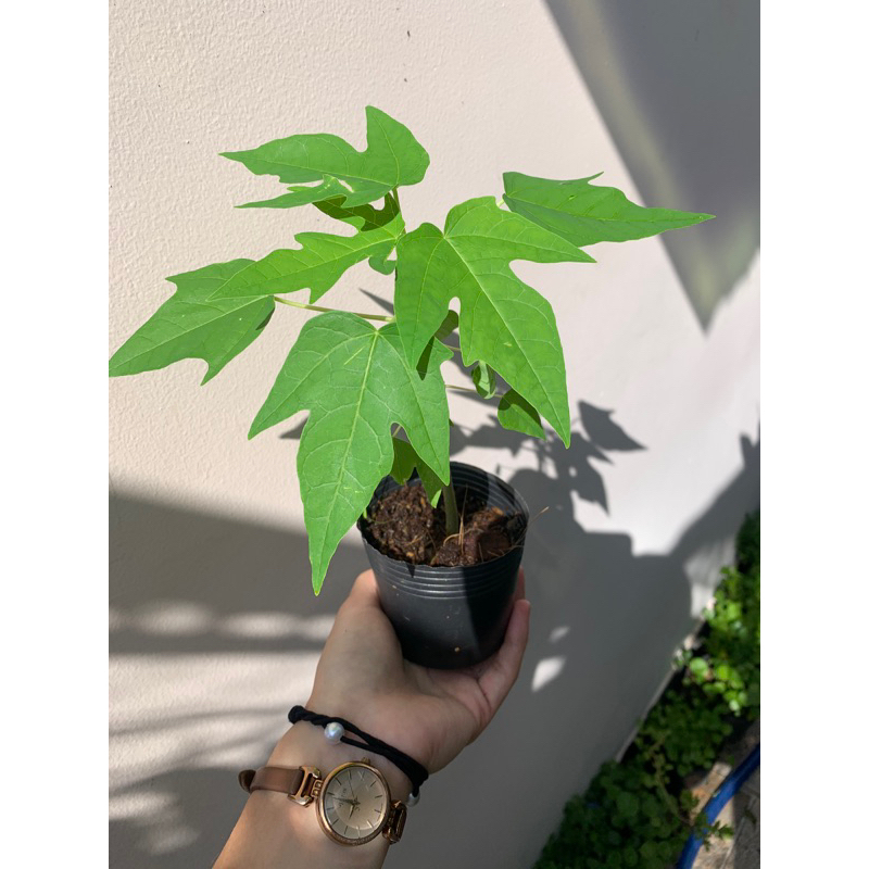 Cây giống đu đủ ruột đỏ
