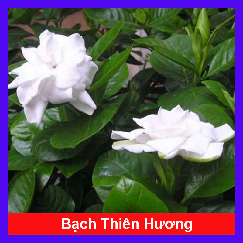 Cây bạch thiên hương - Cây cảnh sân vườn