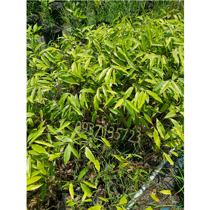 [HCM]combo 5 cây trầm hương ( cây giống )
