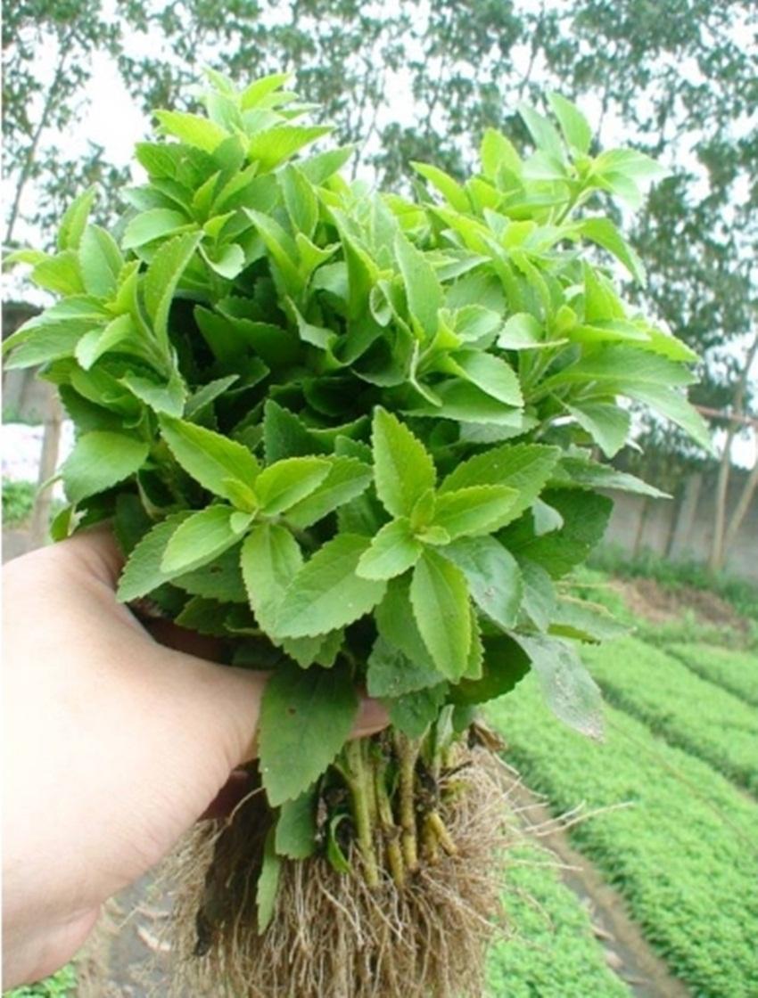 Hạt giống Cỏ ngọt