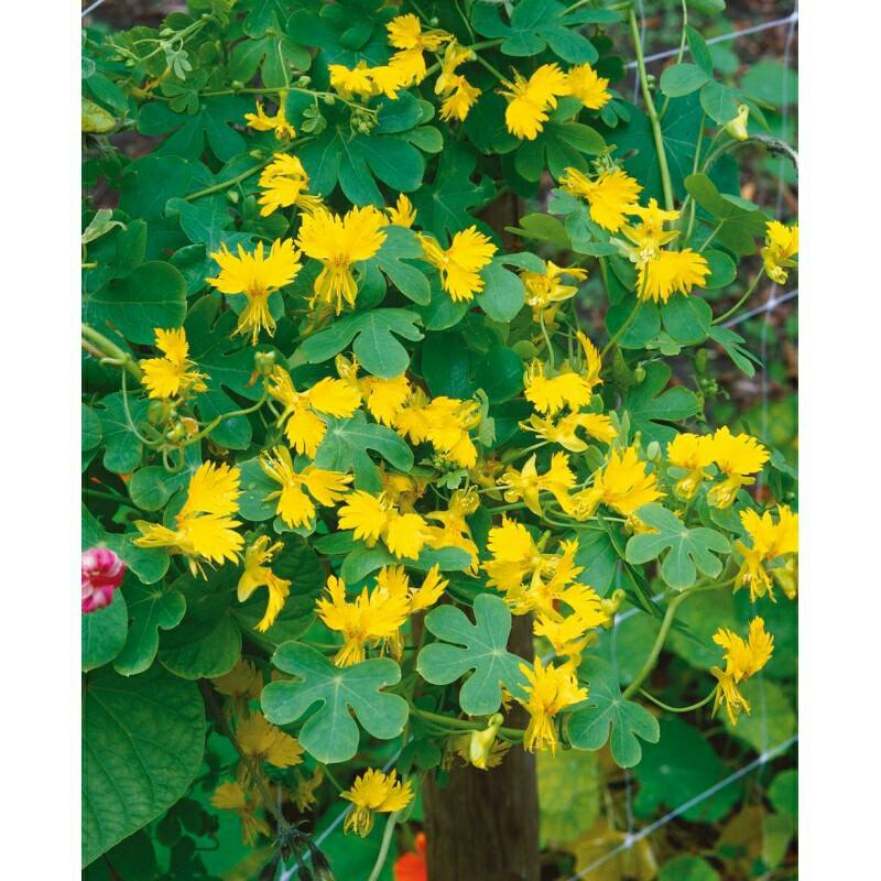 Hạt giống Hoa cánh phương 4 Hat – Thân leo