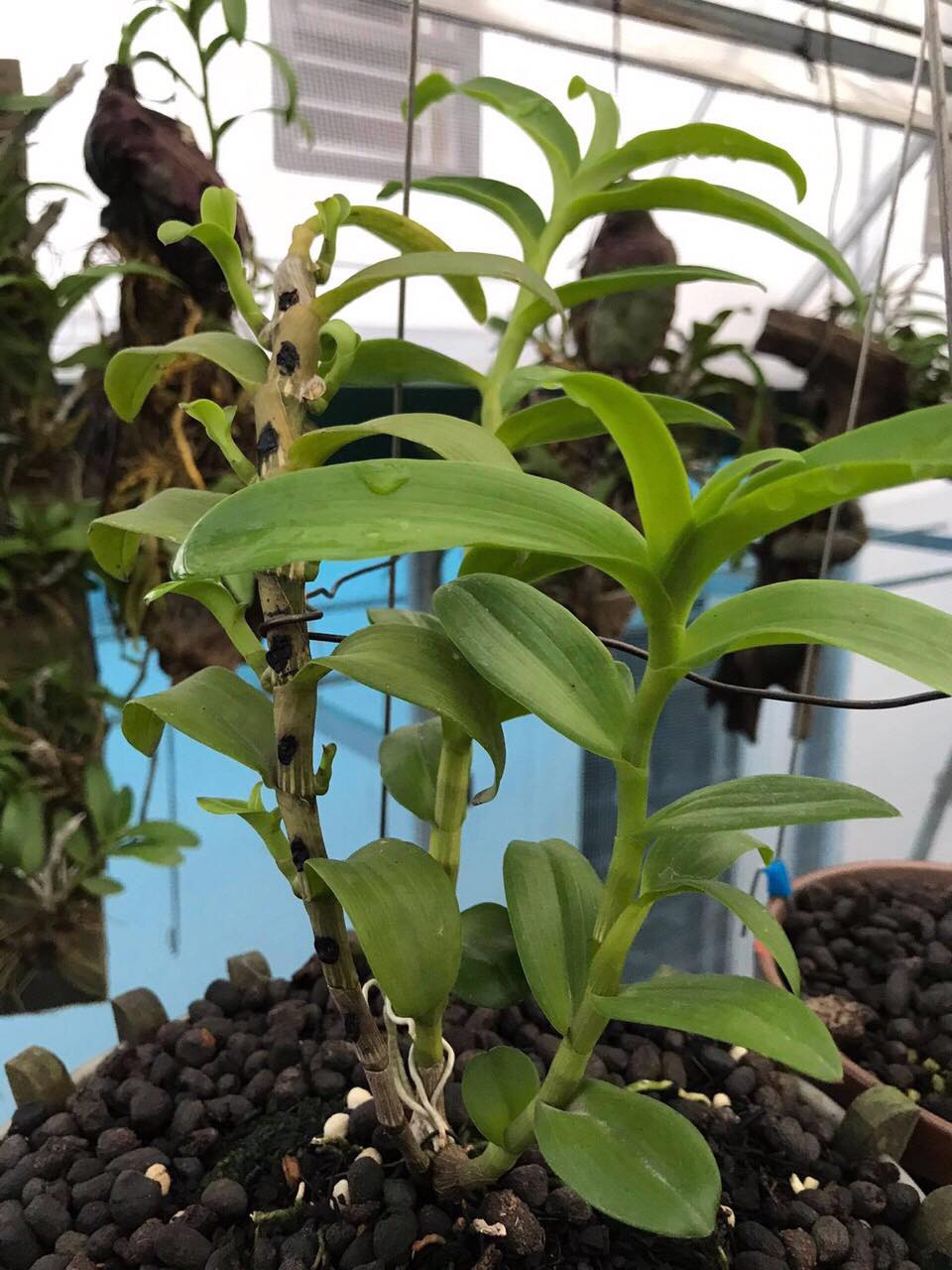 ki phi điệp đột biến 5ct Phú Thọ, ki phi điệp đột biến 5ct Nha Trang