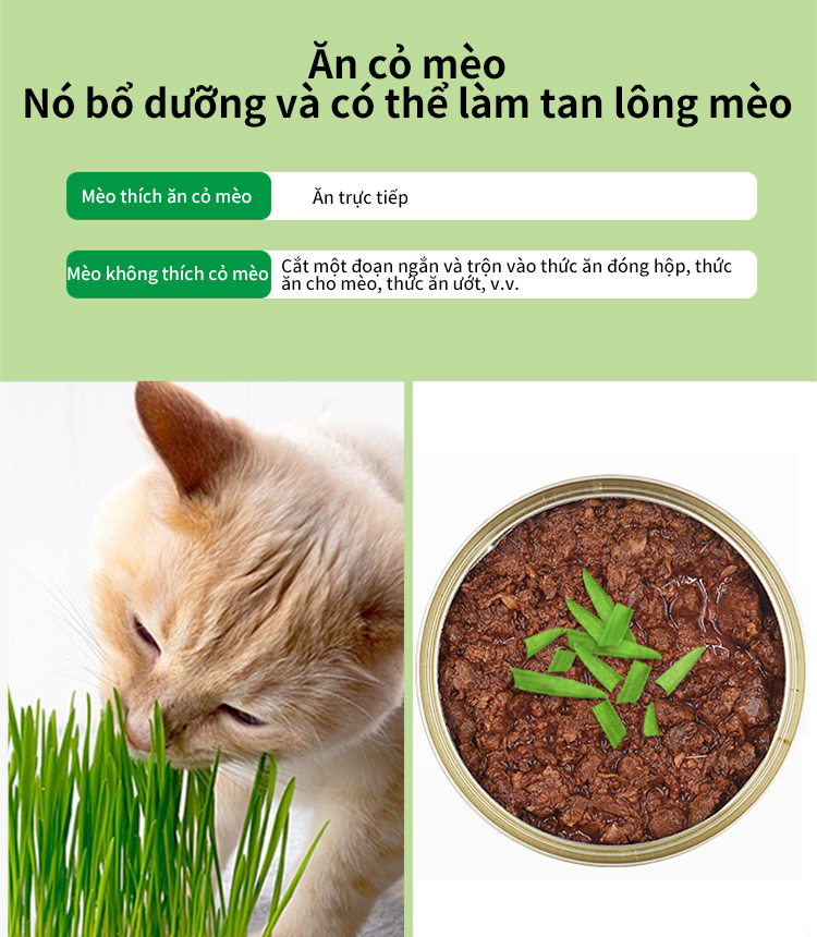 ZOEF Mèo Cỏ Hạt Giống Mèo Cỏ Trồng Bộ Dinh Dưỡng Đất Thủy Canh Bộ QHMPS00861