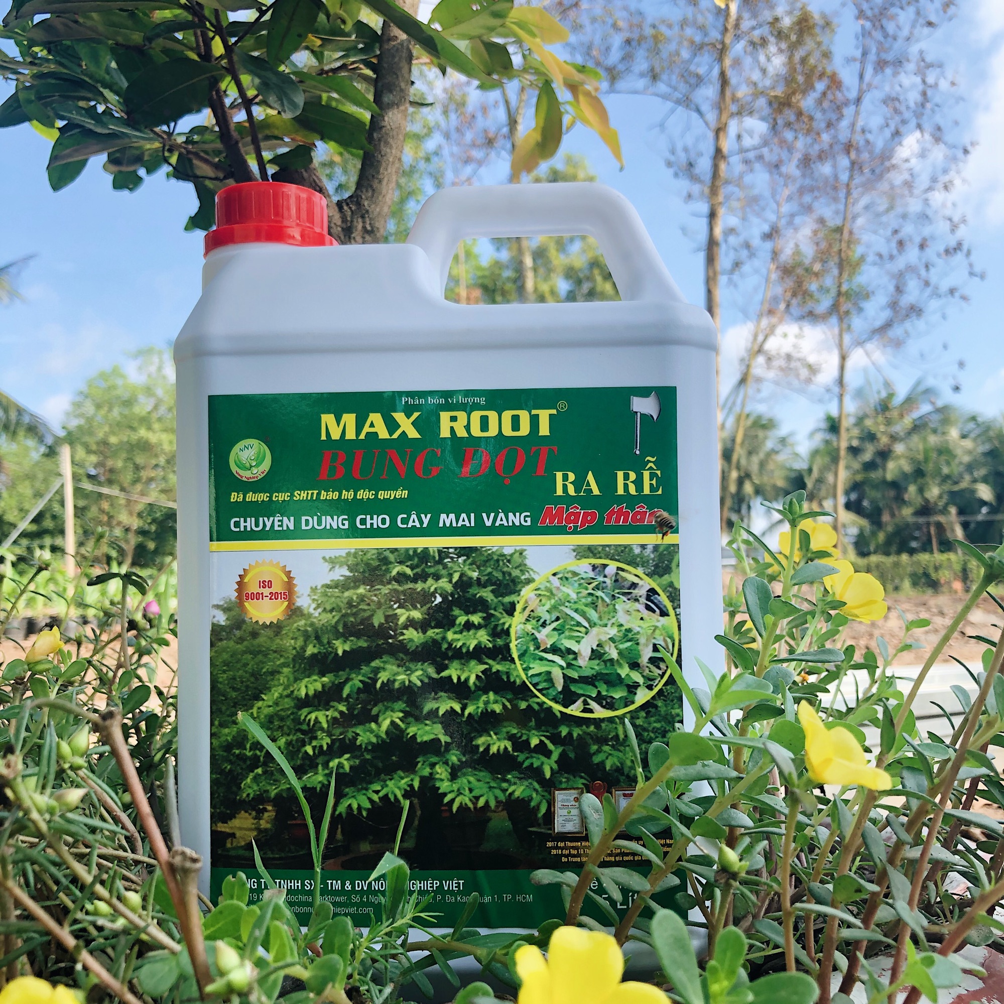 BUNG ĐỌT KÍCH RỄ MAI VÀNG