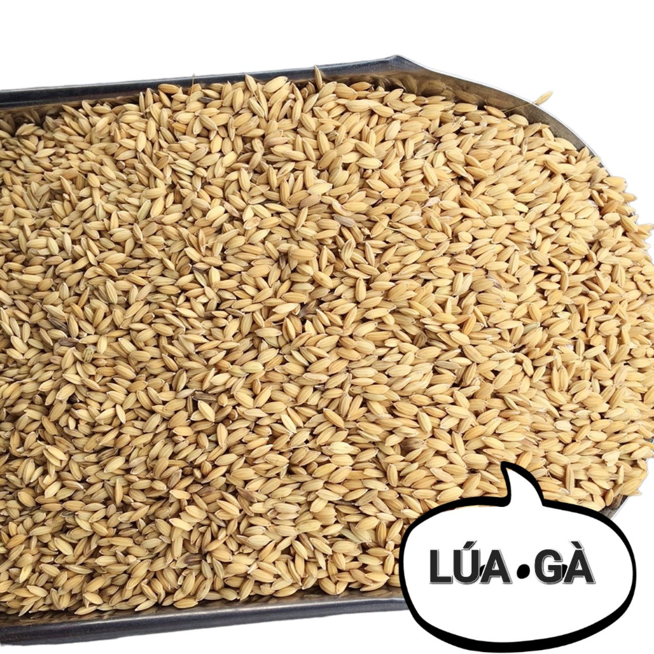 Thức ăn cho Gà, Chim - Lúa cho gà, chim - Túi 5Kg