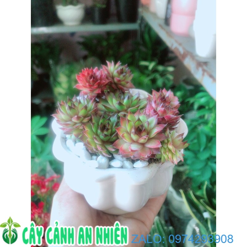Chậu cây phật bà đỏ hàng bán chạy
