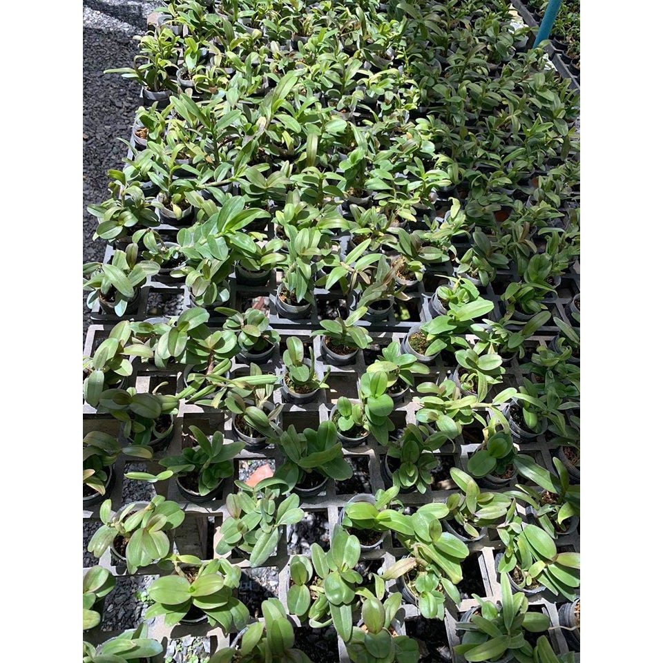 Lan Phi Điệp 🍀FREESHIP🍀 Lá Mít Thân Thủ [ Cây Giống ]