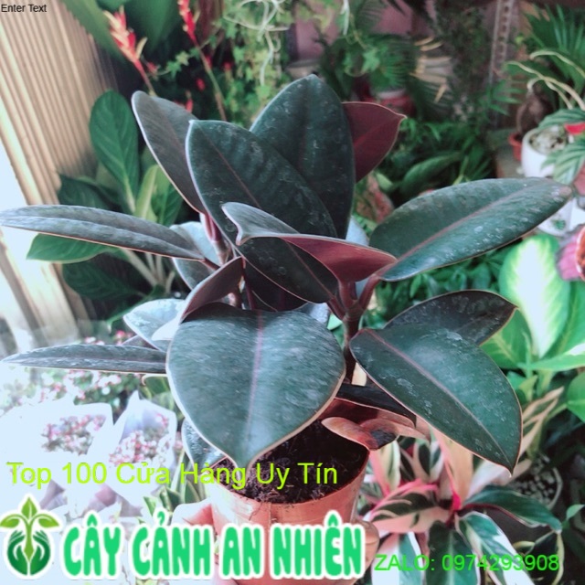 Cây Búp Đa Đỏ