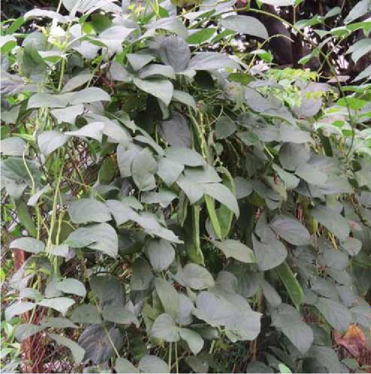 Hạt giống đậu ngự CT154 - Gói 10 hạt