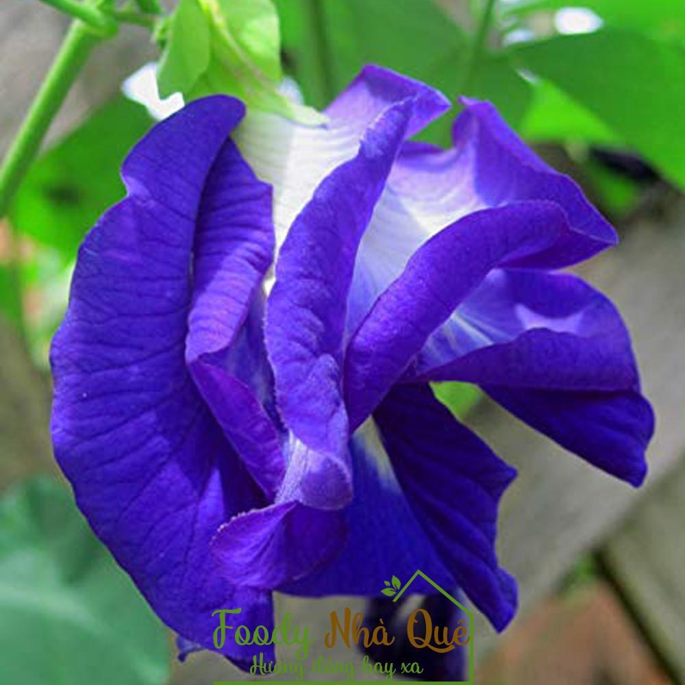 Gói 10 Hạt giống hoa đậu biếc kép- NanuSeeds