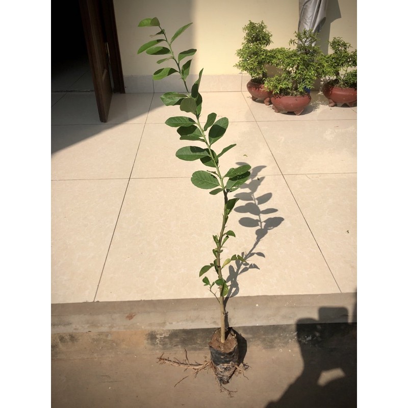 Cây chanh vàng mỹ cao 30-40cm (ảnh thật số2 )