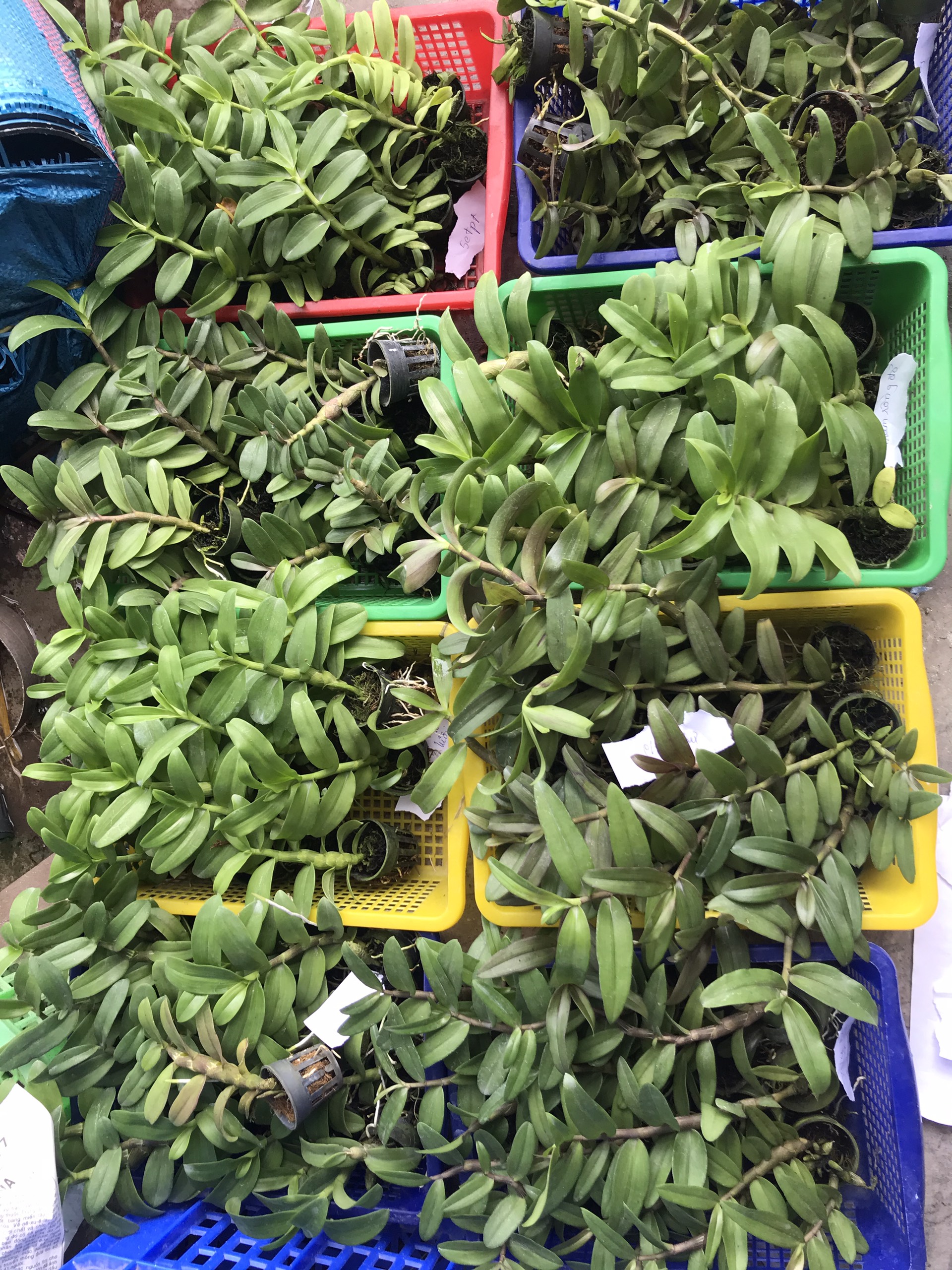 Hoa lan 5 cánh trăng bạch tuyết gieo hạt