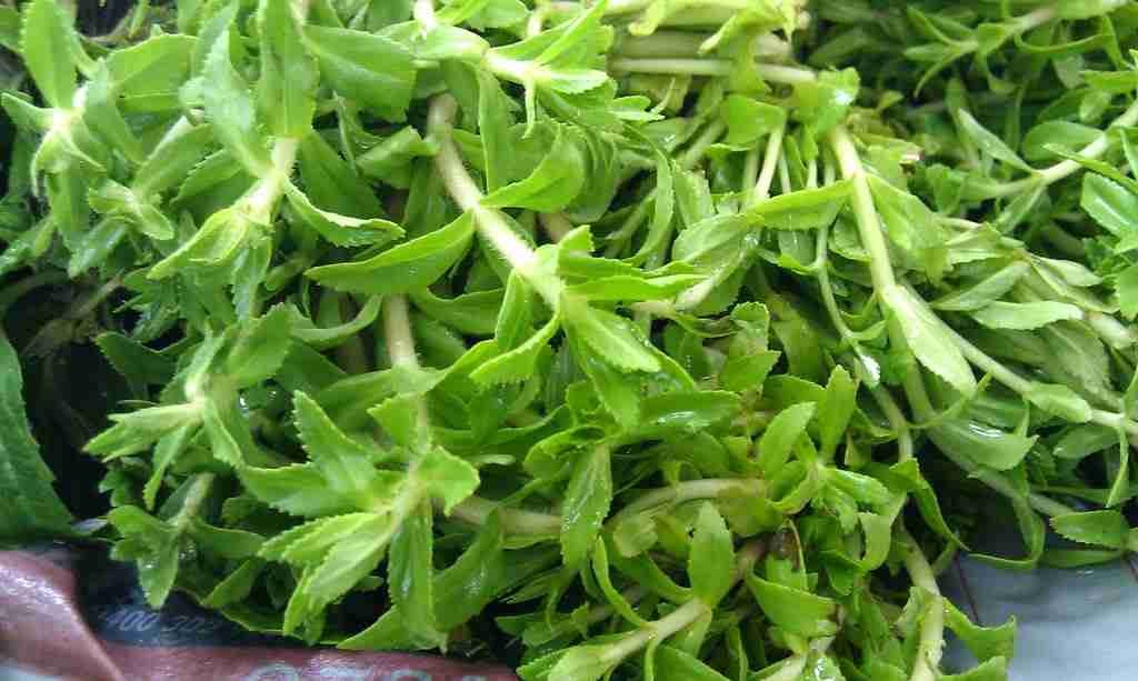 [HCM]Chậu Cây rau om (Rau ngổ thơm)