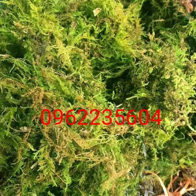 rêu rừng giữ ẩm hoa lan, gói 200g
