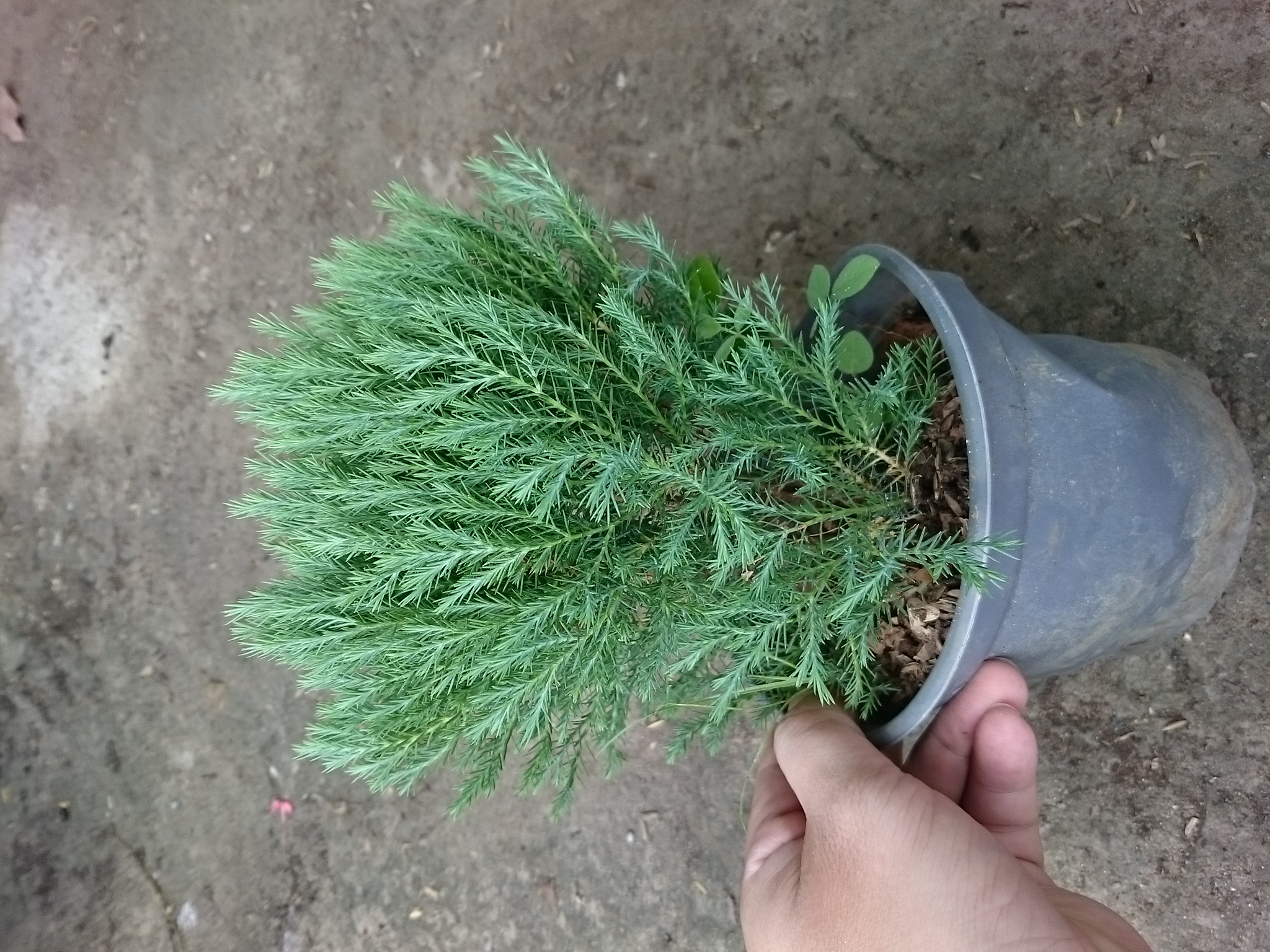 Cây tùng bồng lai - Cây cảnh để bàn