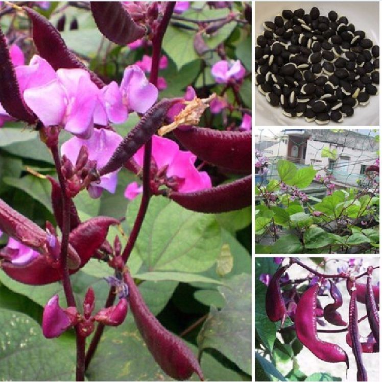 Hạt giống đậu ván tím F1 - gói 5 hạt