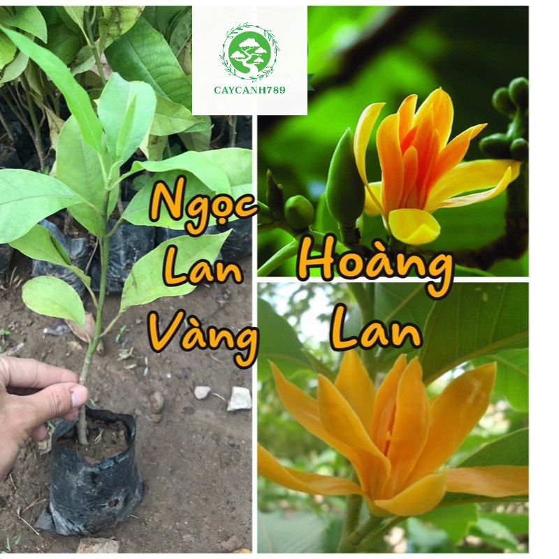 Cây ngọc lan vàng - Hoàng lan giống cao 15cm