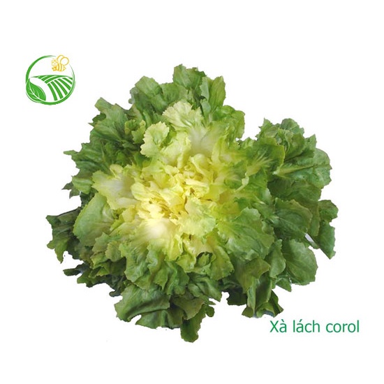Hạt giống xà lách carol escarole 2gr/gói chịu mưa kháng bệnh tốt