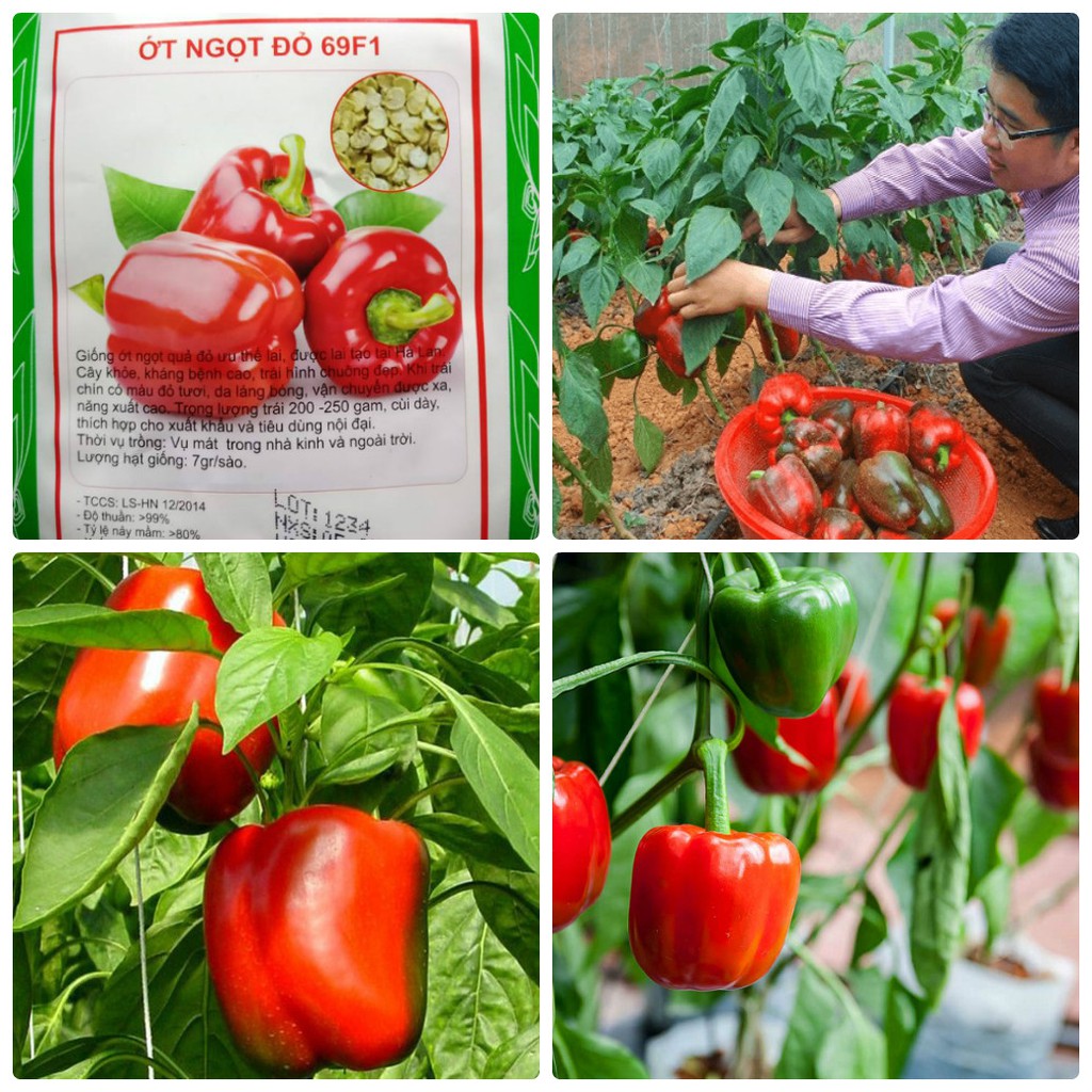 HẠT GIỐNG ỚT CHUÔNG NGỌT Đỏ 10 HẠT