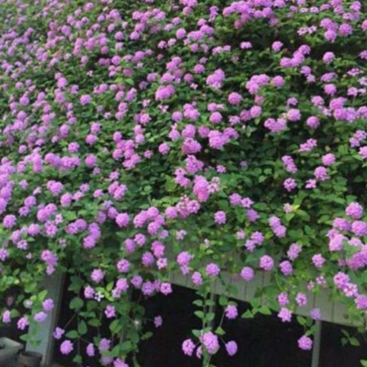 CHẬU HOA CÚC Ngũ Sắc Tím Rủ SIÊU ĐẸP