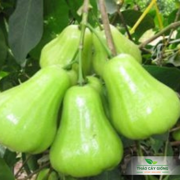 Tam Hoa plum-tree like Triangle flower