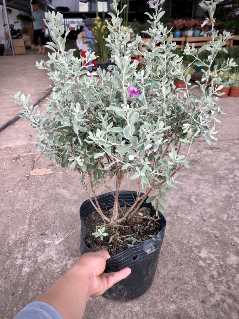 Cây Tuyết Sơn Phi Hồ cao 60-70cm (ảnh thật)