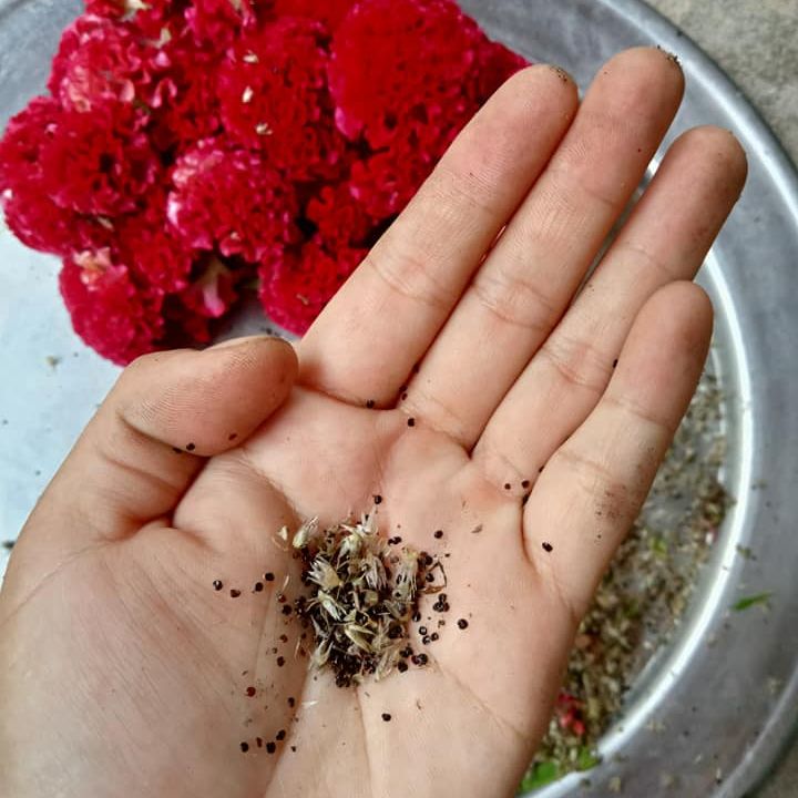 100 Hạt Hoa Mào Gà Búa (Mix Màu)