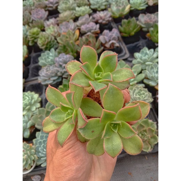 Sen Đá 3 Màu Mini - Aeonium Decorum f. Variegata