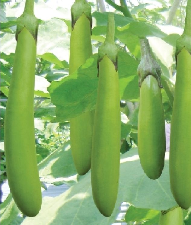Hạt giống cà xanh lai trái dài F1 - Gói 2gram