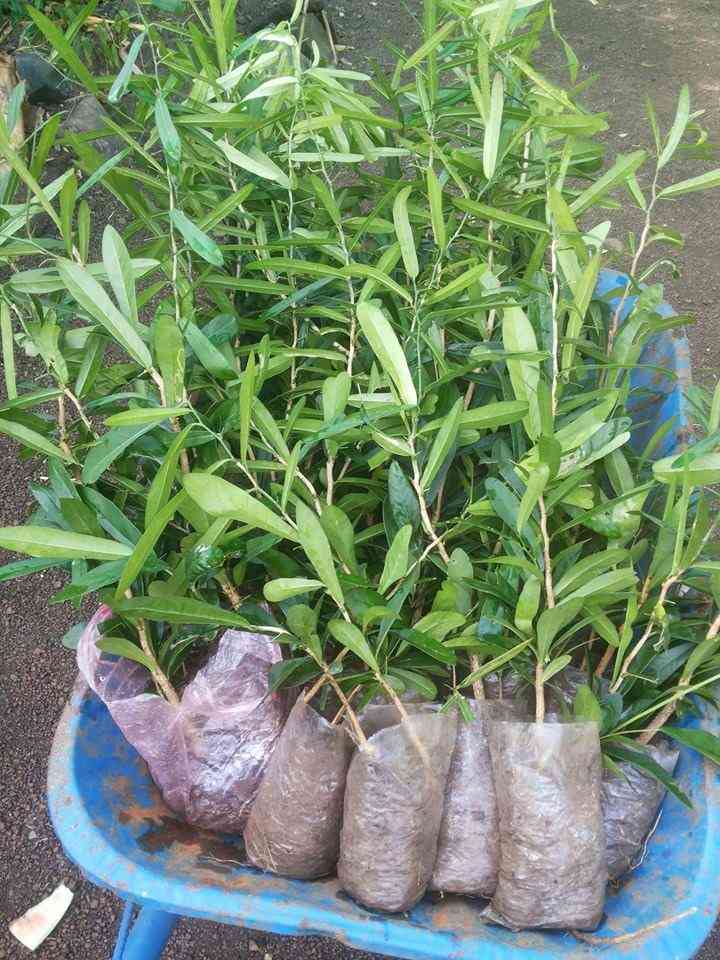 Cây giống Xáo tam phân