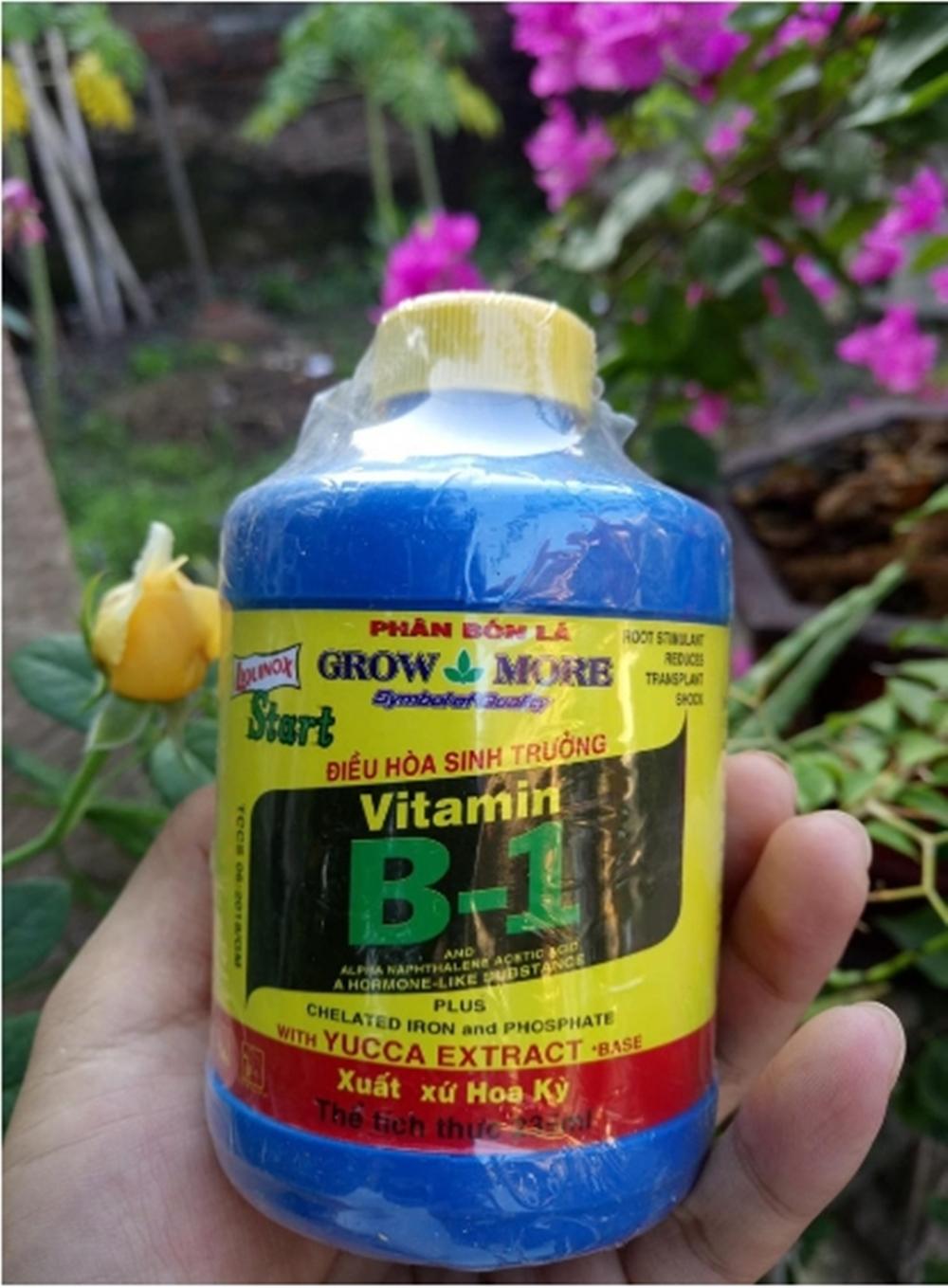 B1 MỸ CHO LAN, CÂY TRỒNG