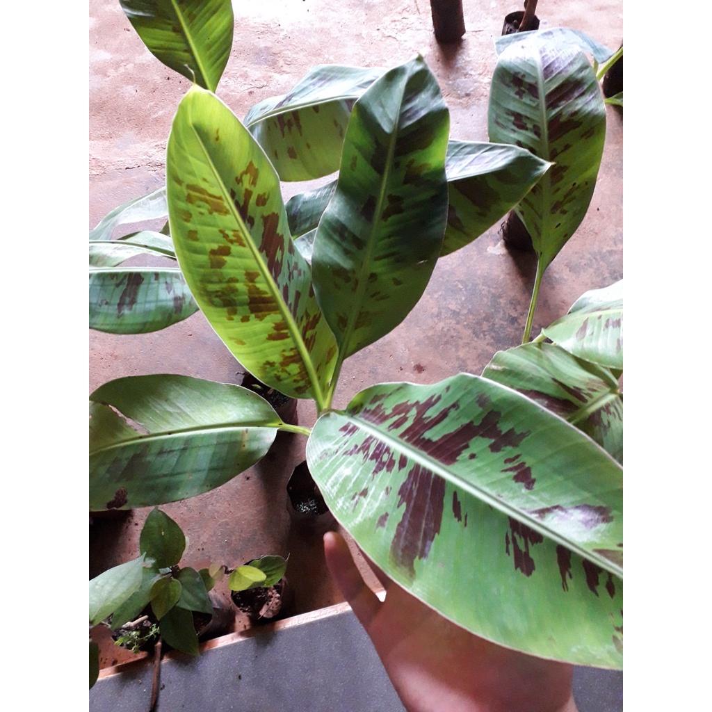 CÂY GIỐNG CHUỐI LABA [ giống cấy mô cho quả sớm ].