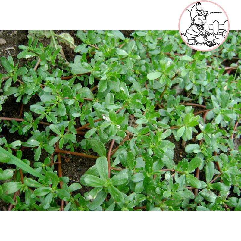 HẠT RAU SAM, RAU SAM - GÓI 2 GRAM