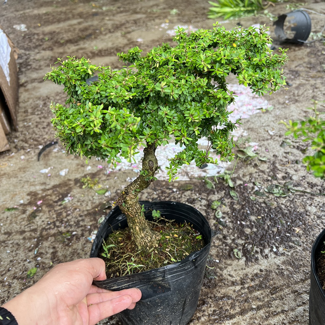 Cây linh sam hạt gạo bonsai