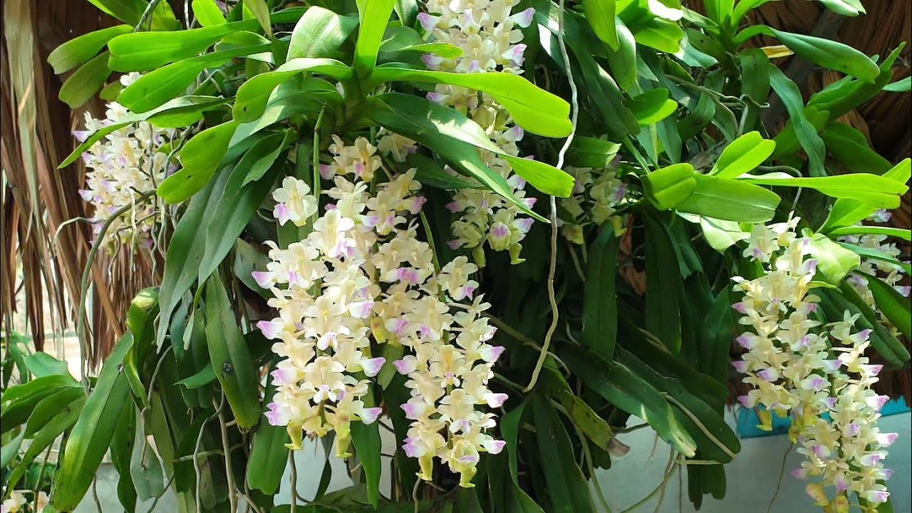 1 CÂY LAN RỪNG GIÁNG HƯƠNG LAN TAM BẢO SẮC - Hàng chuẩn Rừng CÂY TO - Hoa siêu đẹp, THƠM - GIÁ RẺ uy tín chất lượng